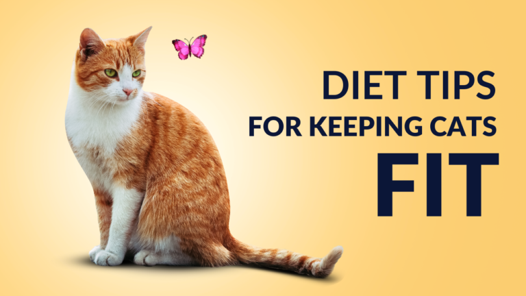 Diet Tips for Keeping Cats Fit